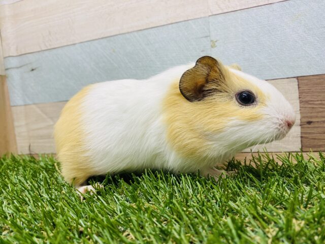 イングリッシュモルモット