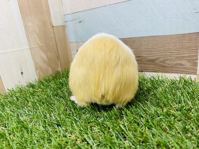 イングリッシュモルモット