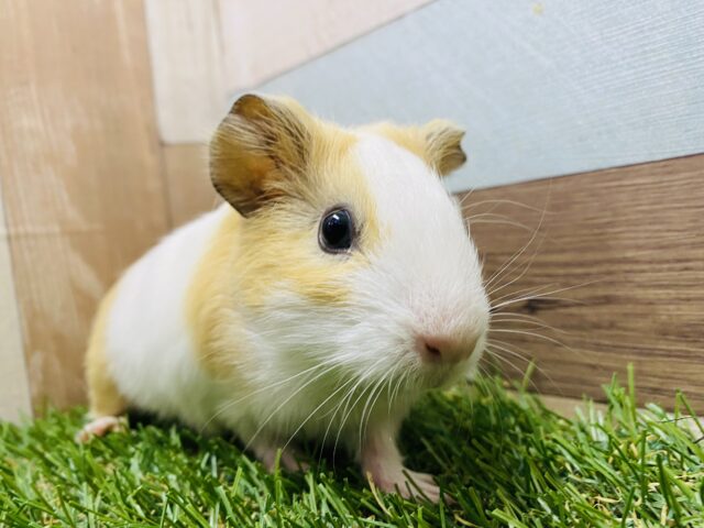 イングリッシュモルモット