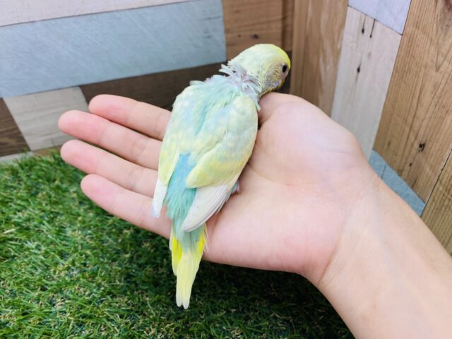 セキセイインコ