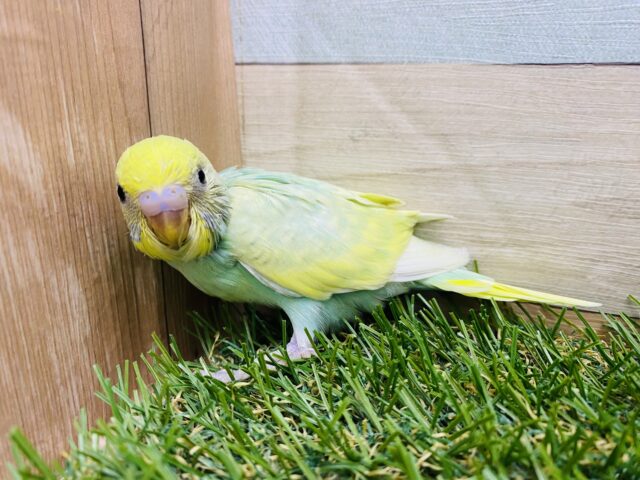 セキセイインコ