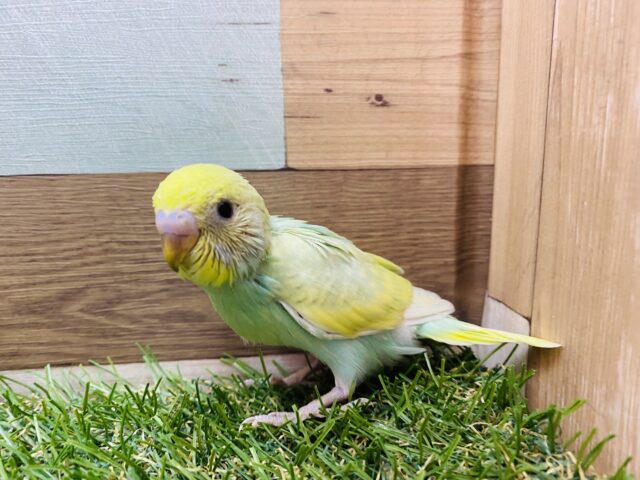 セキセイインコ