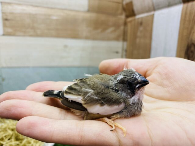 錦花鳥（キンカチョウ）