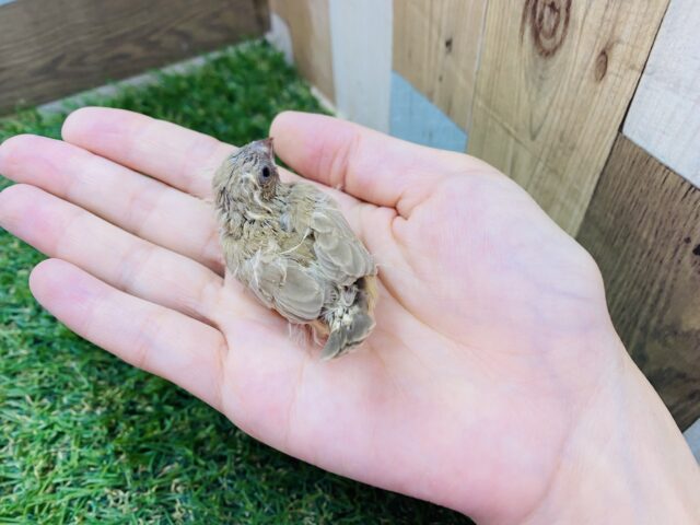 錦花鳥（キンカチョウ）