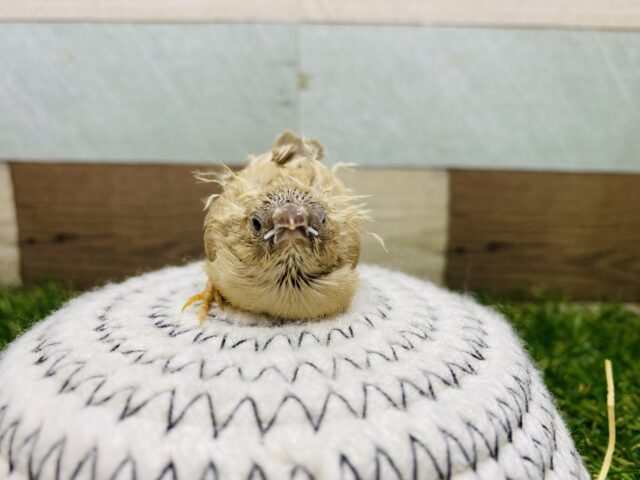 錦花鳥（キンカチョウ）