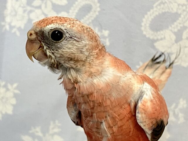 アキクサインコ（秋草インコ）