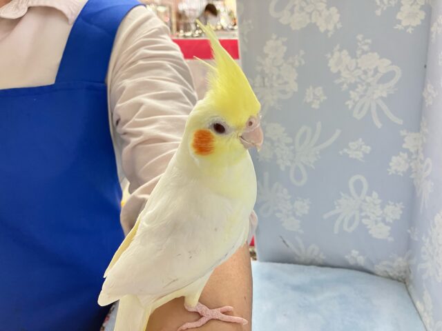 オカメインコ