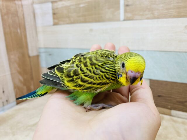 セキセイインコ