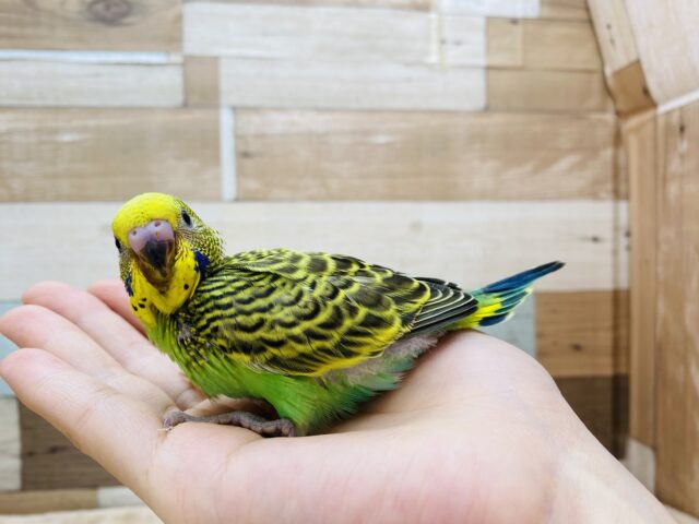 セキセイインコ