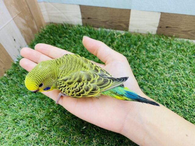 セキセイインコ