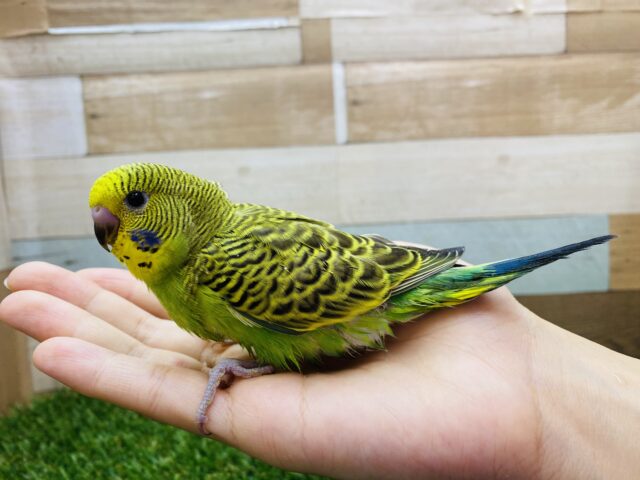 セキセイインコ