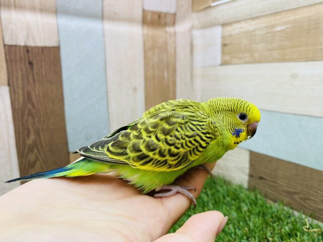 セキセイインコ