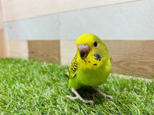 セキセイインコ