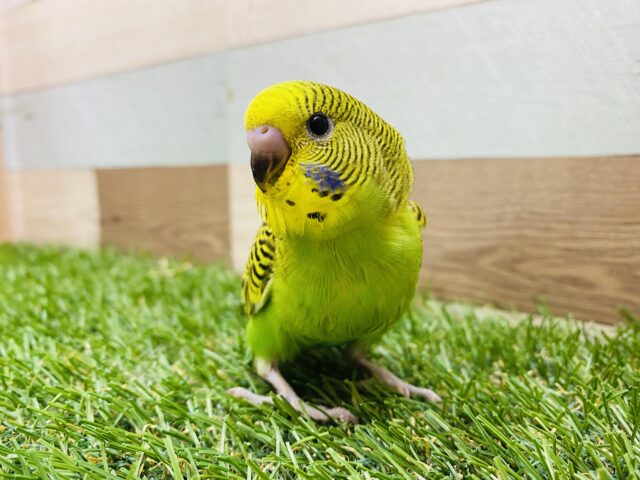 セキセイインコ