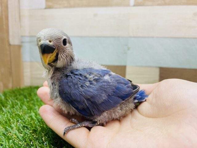 コザクラインコ（小桜インコ）