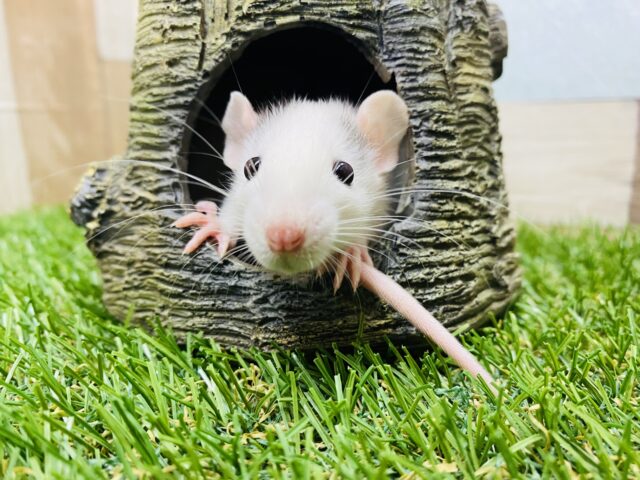 ファンシーラット