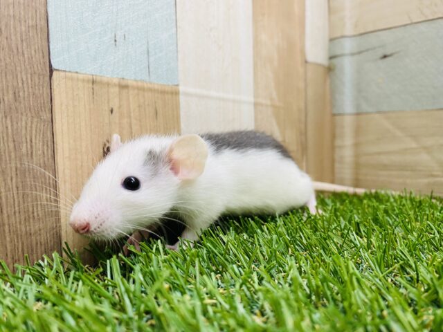 ファンシーラット