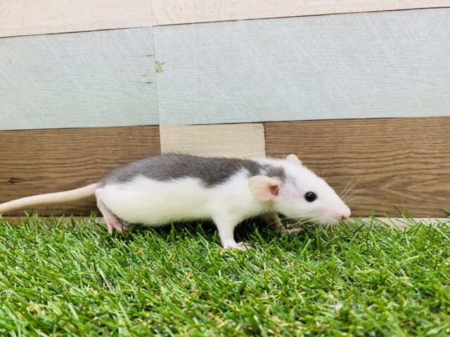 ファンシーラット