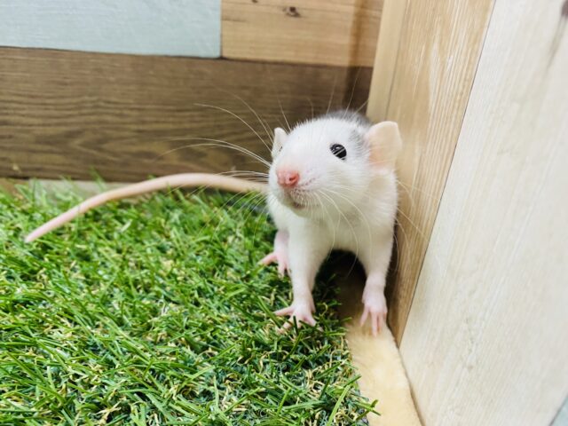 ファンシーラット