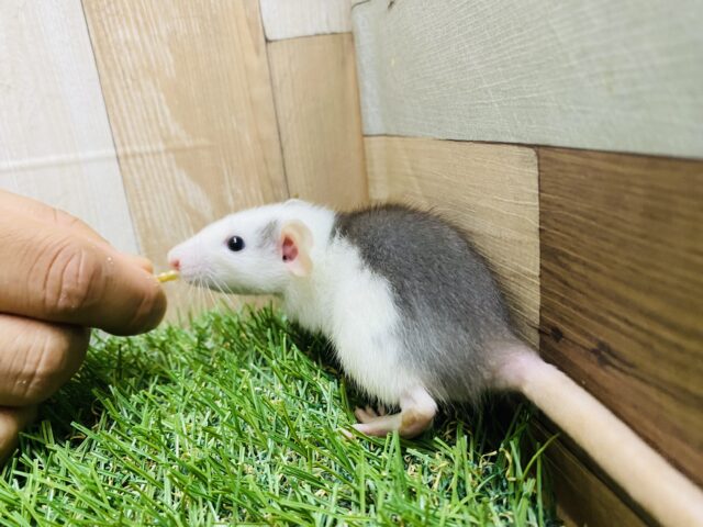 ファンシーラット