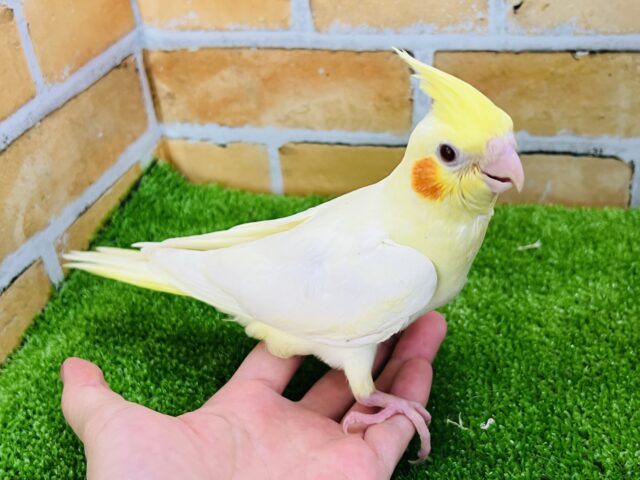 オカメインコ