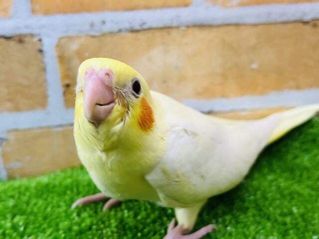 オカメインコ