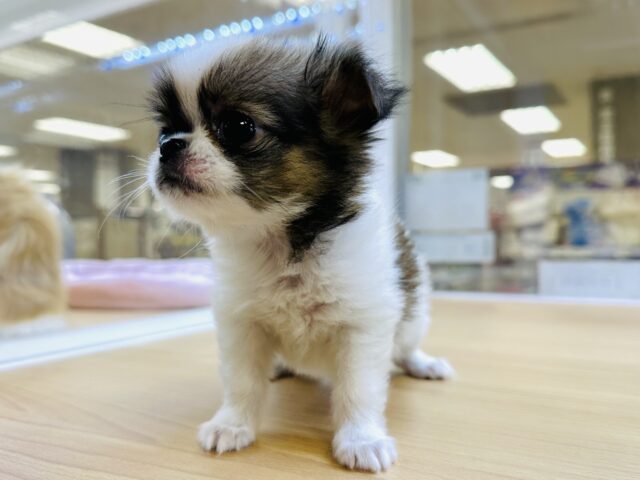 チンチワ（狆チワ）