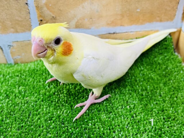 オカメインコ