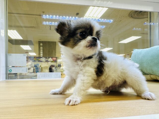 チンチワ（狆チワ）