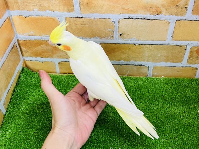 オカメインコ