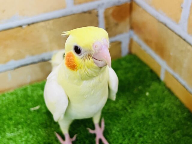 オカメインコ
