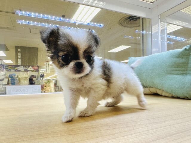 チンチワ（狆チワ）