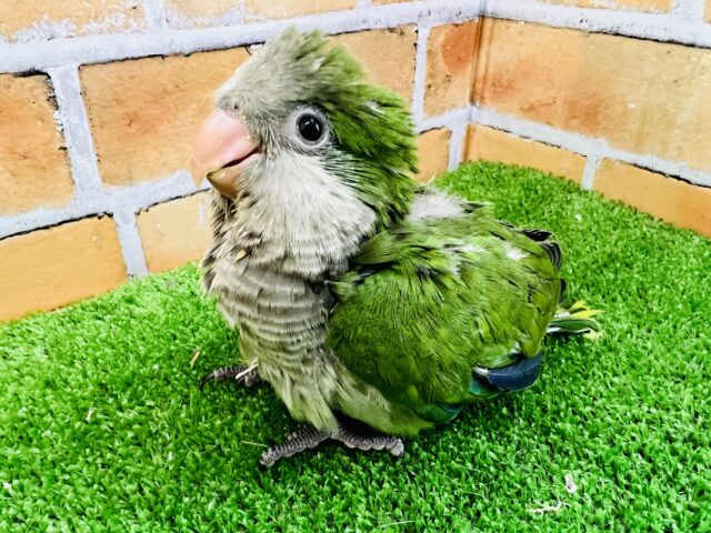 オキナインコ