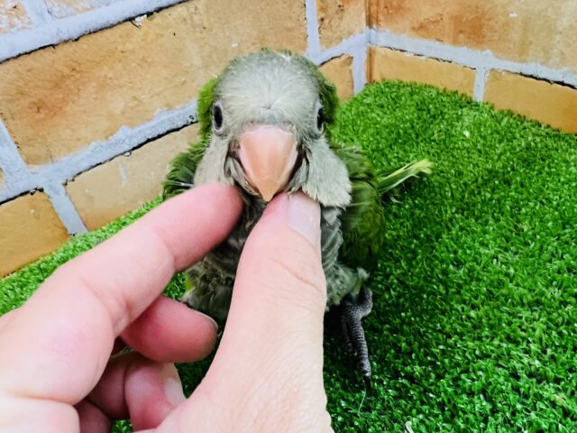 オキナインコ