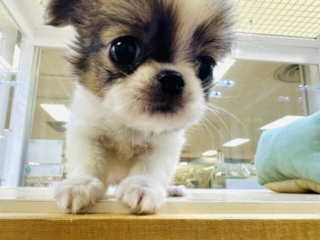 チンチワ（狆チワ）