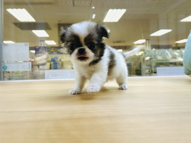 チンチワ（狆チワ）