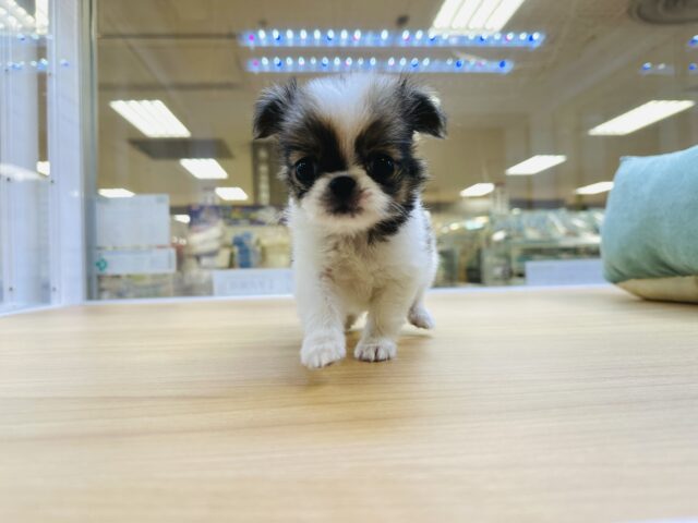 チンチワ（狆チワ）