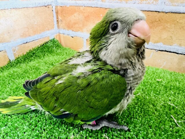 オキナインコ