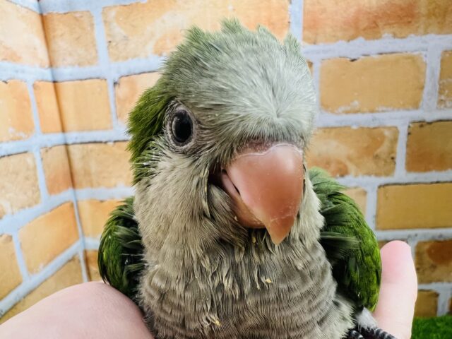 オキナインコ