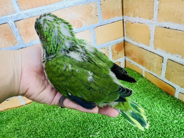 オキナインコ