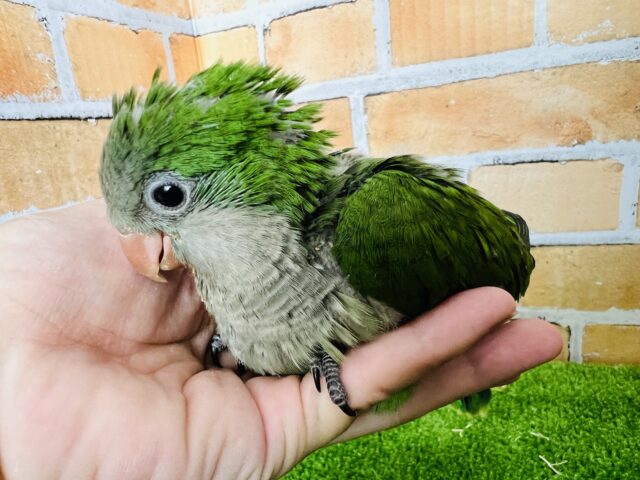 オキナインコ