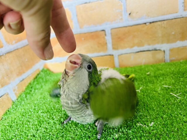 オキナインコ