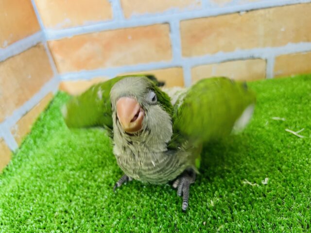 オキナインコ