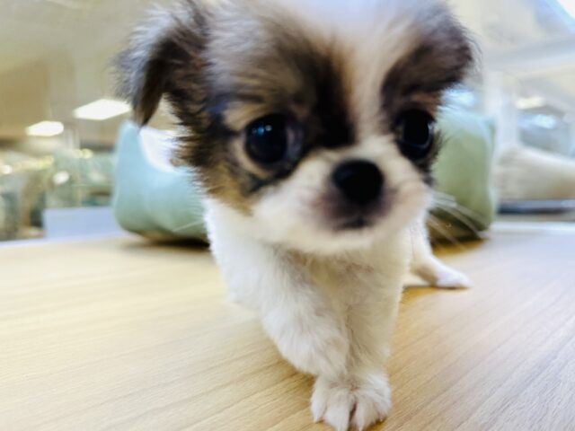 チンチワ（狆チワ）