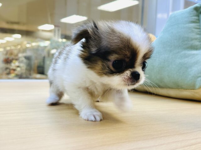 チンチワ（狆チワ）