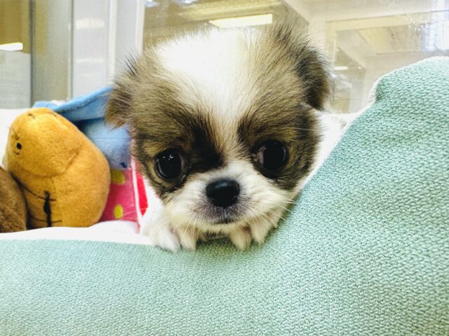 チンチワ（狆チワ）