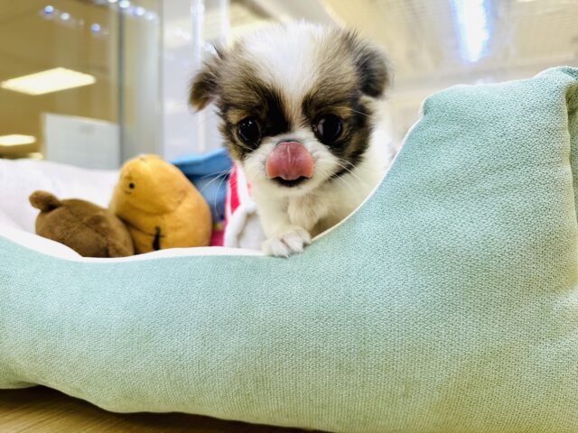 チンチワ（狆チワ）