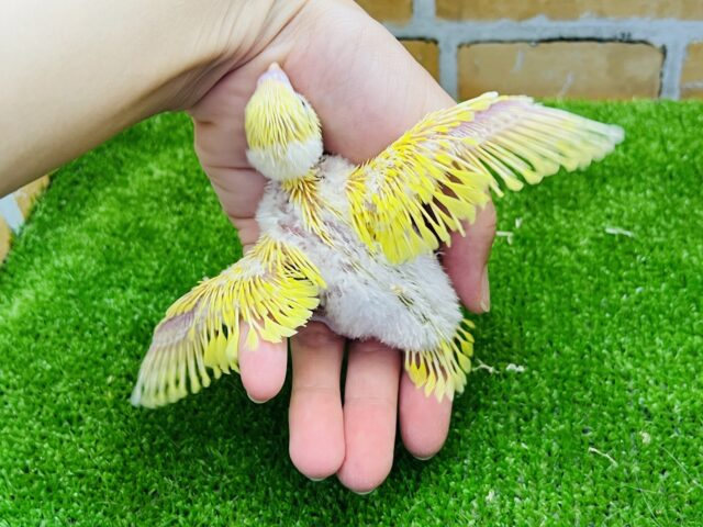 セキセイインコ