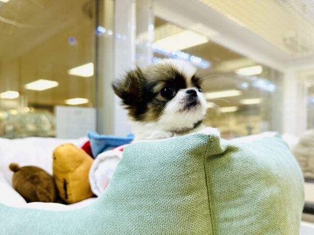 チンチワ（狆チワ）