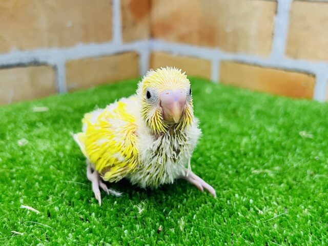 セキセイインコ
